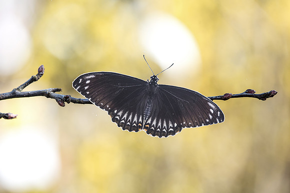 Papilio clythia (Asie)