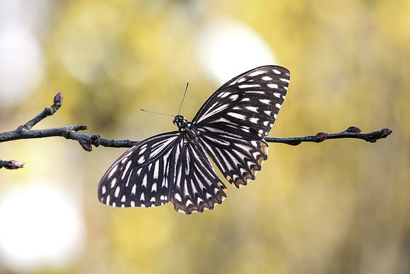 Papilio clythia
