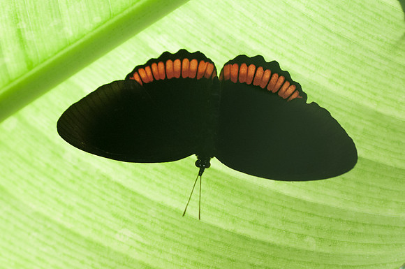 Biblis hyperia