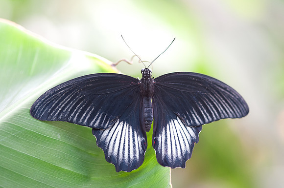 Papilio lowi (Asie)