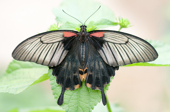 Papilio memnon