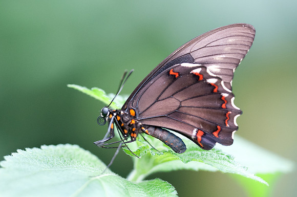 Battus polydamas