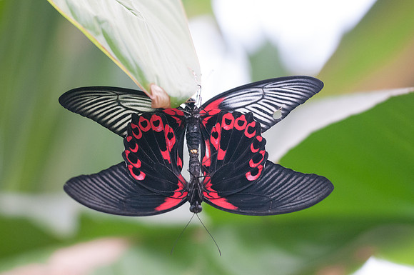 Papilio memnon