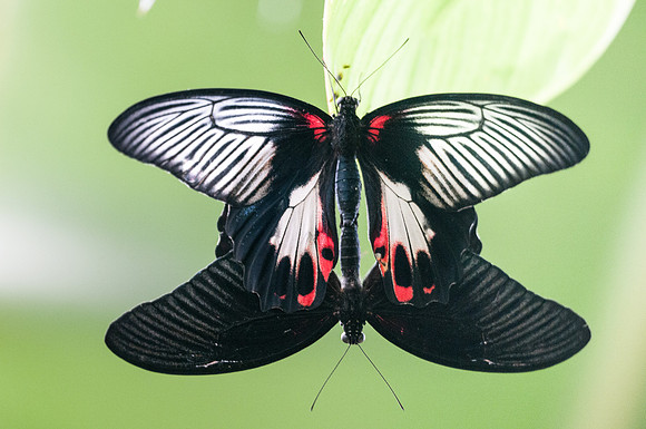Papilio memnon