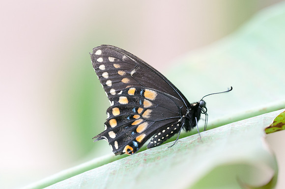 pterourus troilus