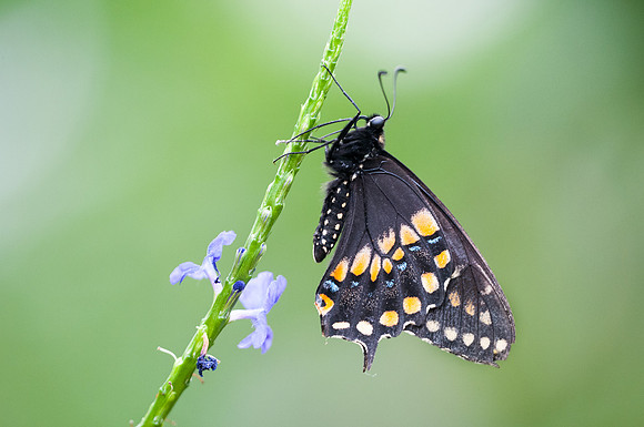 pterourus troilus