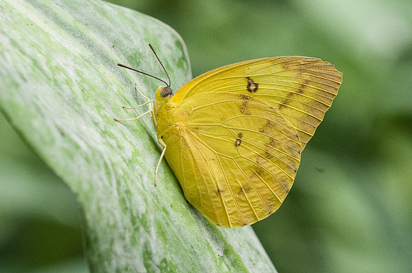 Phoebis sennae