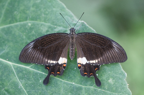 Papilio polytes