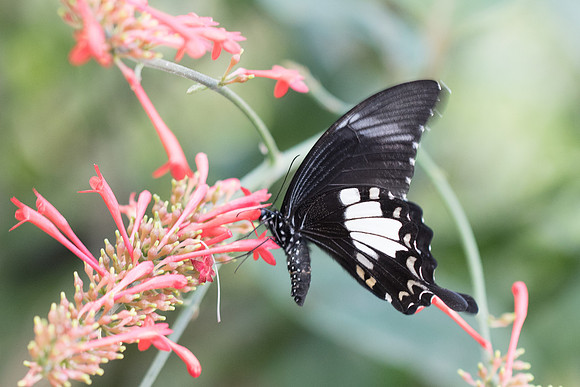Papilio nephelus