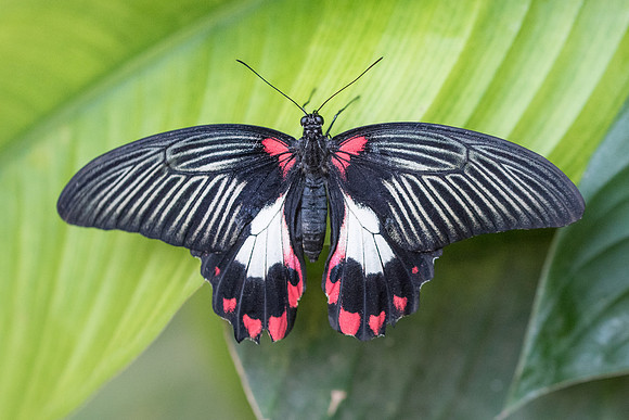 Papilio rumanzovia