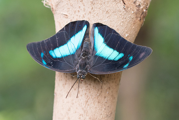 Archaeoprepona demophon