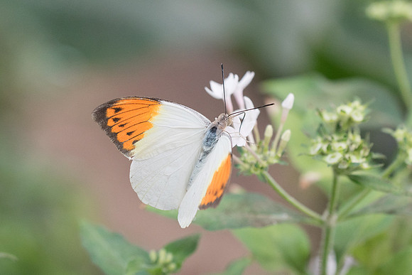 Hebomoia glaucippe (Asia)