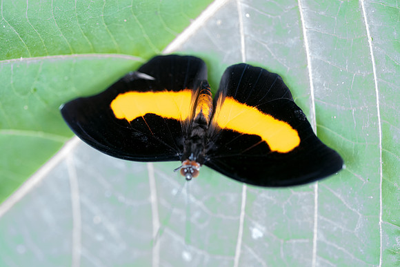 Catonephele acontius ♂