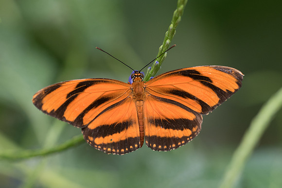 Dryadula phaetusa