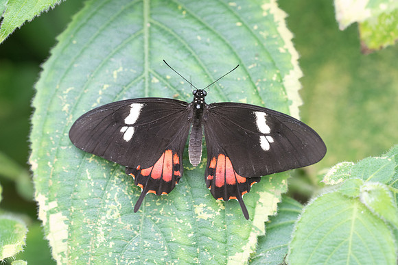 Heraclides torquatus ♀