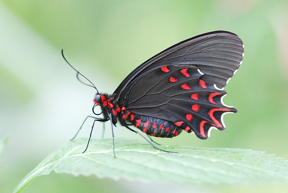 Parides photinus