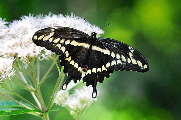 Heraclides cresphontes Canada juillet 12