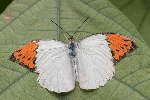 Hebomoia glaucippe