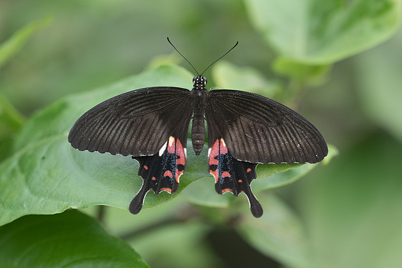 Papilio polytes