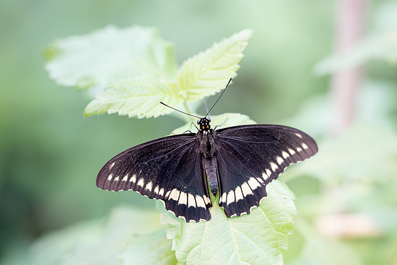 Battus polydamas