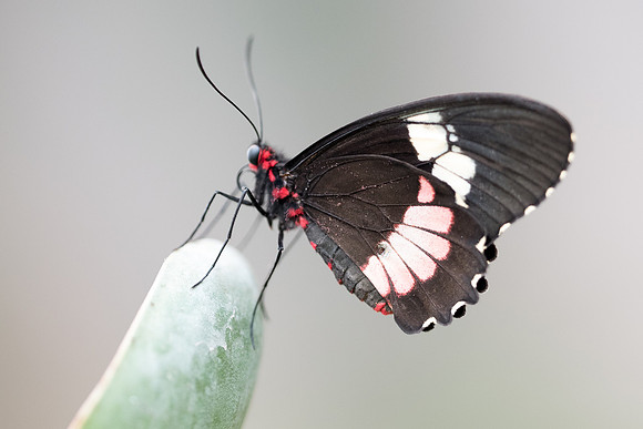Parides erithalion