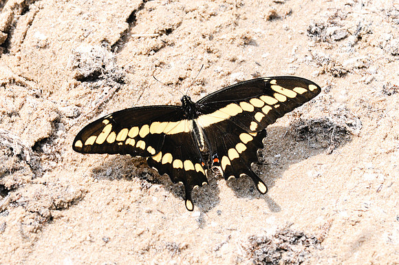 Heraclides cresphontes Canada
