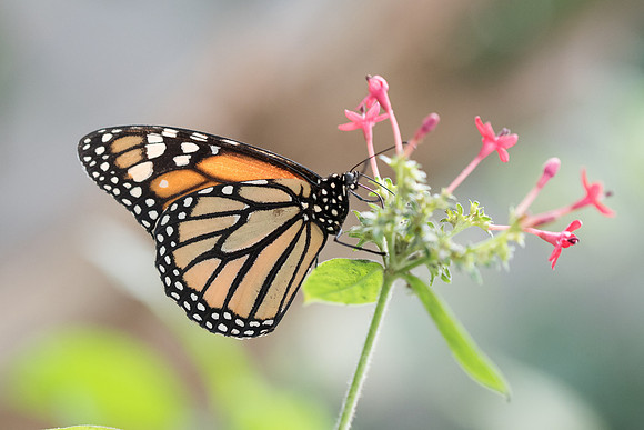 Danaus plexippus