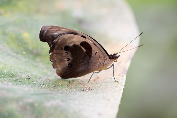 Catonephele numilia