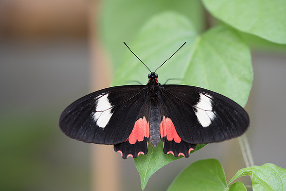 Parides eurimedes