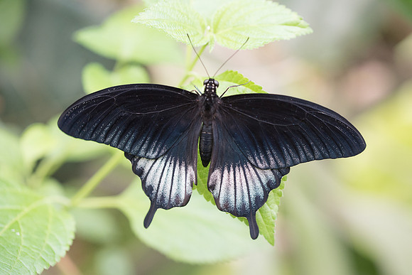 Papilio lowi