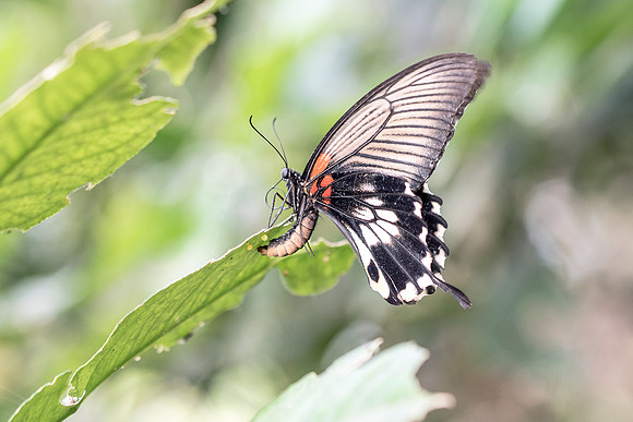 Papilio memnon (Asia)