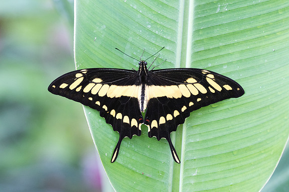 Heraclides thoas