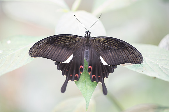 Papilio helenus