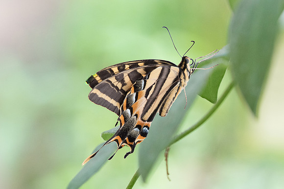 Papilio pilumnus