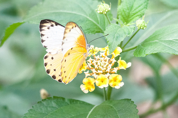 Belenois thysa