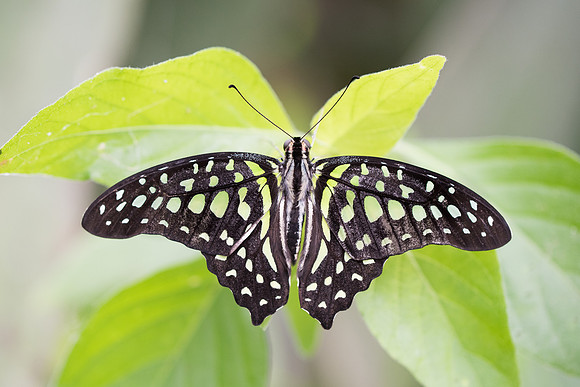 Graphium agamemnon (Asia)