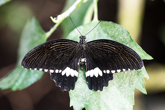 Papilio polytes (Asie)