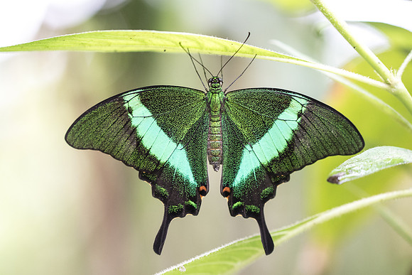 Papilio palinurus (Asie)