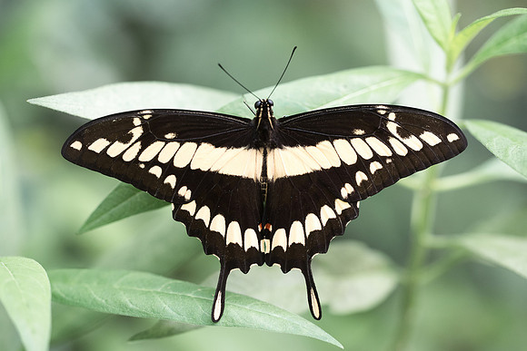 Heraclides thoas