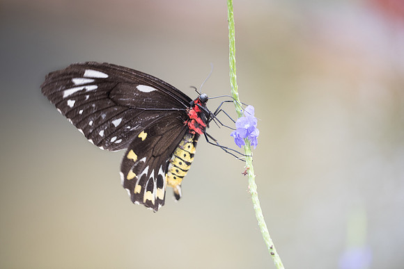 Ornithoptera richmondia (Asie)