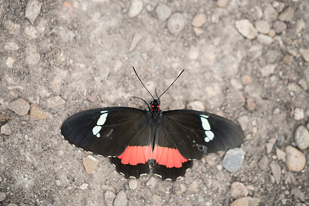 Parides eurimedes ?