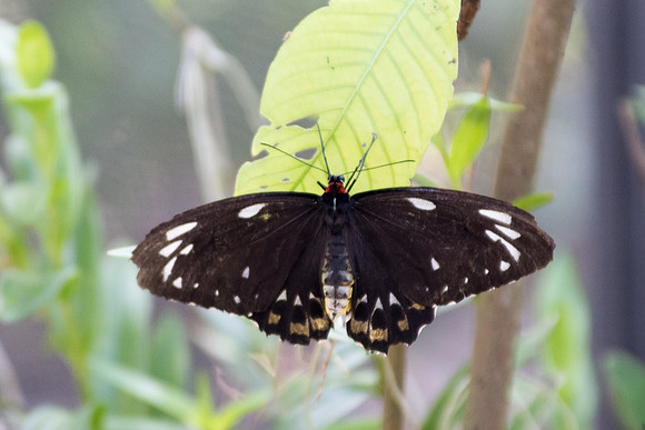 Ornithoptera richmondia