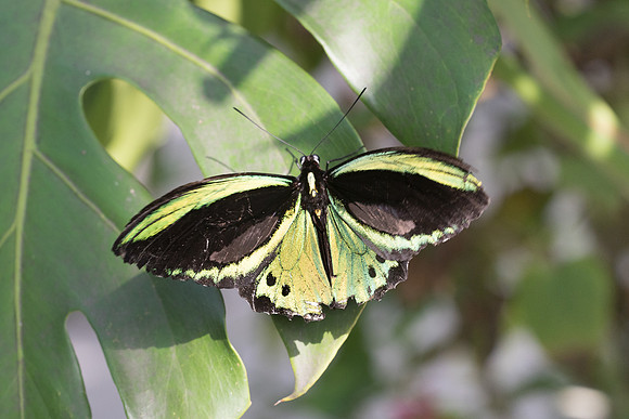Ornithoptera tithonus