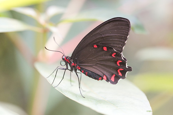 Parides montezuma