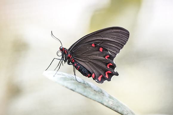 Parides montezuma (AL)