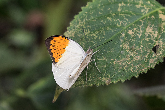 Hebomoia glaucippe