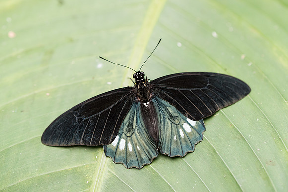 Parides ingenuus