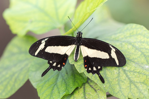 Heraclides torquatus ♂