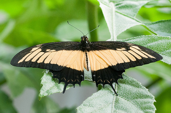 Heraclides androgeus