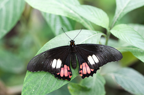 Heraclides anchisiades ♂
